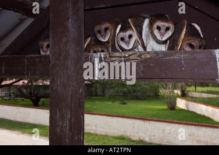 Effraie des clochers Tyto alba jeunes au nid Willacy County Rio Grande Valley Texas USA Mai 2007 Banque D'Images