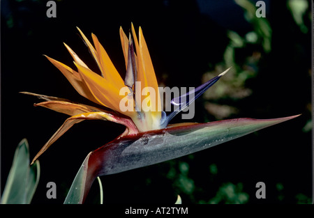 Oiseau du Paradis Strelitzia flower blooming reginaeblossom in USA Août 1997 Banque D'Images