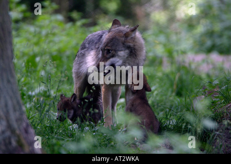 Canis lupus Loup européen Banque D'Images