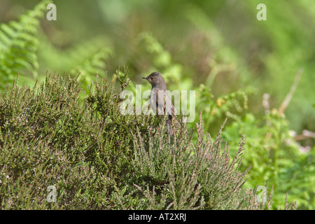 DARTFORD WARBLER SYLVIA UNDATA Femme regardant PAR HEATHER BUSH Banque D'Images