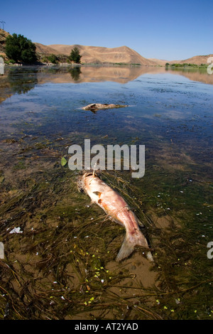 Mort des poissons sur la Snake River dans l'Idaho. Le poisson-chat est mort par la pollution et les causes environnementales. Banque D'Images