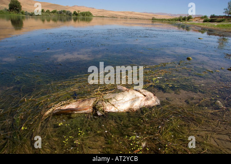 Mort des poissons sur la Snake River dans l'Idaho. Le poisson-chat est mort par la pollution et les causes environnementales. Banque D'Images
