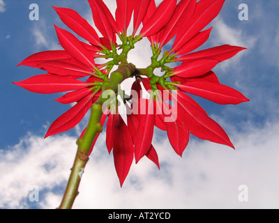 Fleur rouge vif contre le ciel bleu Banque D'Images