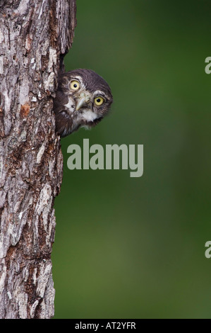 Chevêchette naine Glaucidium brasilianum ferrugineux les jeunes à sortir de la cavité de nidification Willacy County Rio Grande Valley Texas USA Banque D'Images