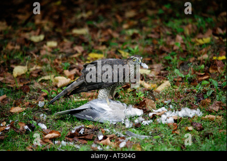 Epervier d'Europe du nord de l'Europe femme avec tête Schleswig Holstein Allemagne Accipiter nisus Streptopelia decaoct Banque D'Images