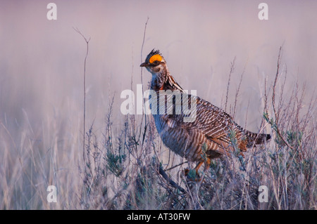 Tétras des prairies (Tympanuchus pallidicinctus moindre homme perché enclave canadienne Texas USA Février 2006 Banque D'Images