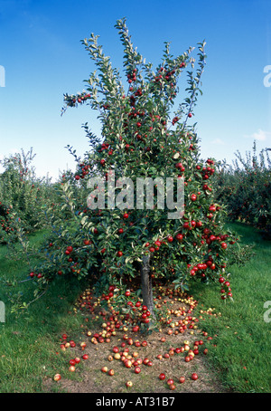 Les pommes à cidre secouée par les arbres par machine collection attendent l'Angleterre Somerset Banque D'Images