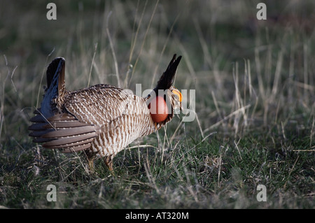 Tétras des prairies (Tympanuchus pallidicinctus moindre affichage mâles gonflés sac vocal enclave canadienne Texas USA Février 2006 Banque D'Images