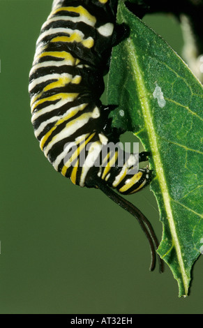 Monarque Danaus plexippus caterpillar eating on quitter l'Asclépiade Willacy County Rio Grande Valley Texas USA Avril 2004 Banque D'Images