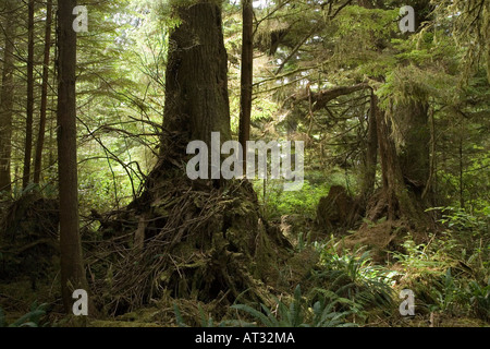 Vieux arbres et forêt Sentier de la plage sud de la réserve de parc national Pacific Rim de l'île de Vancouver, Canada Banque D'Images