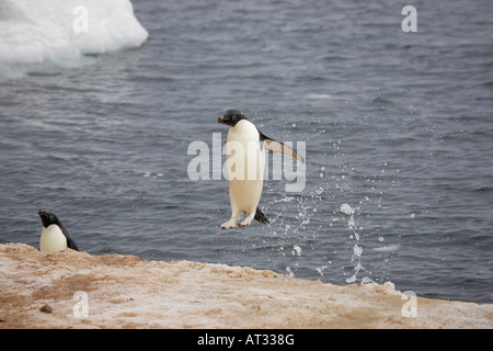 Adelie Penguin dans l'Antarctique Banque D'Images