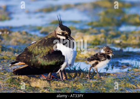 Le nord de sociable Vanellus vanellus avec de jeunes adultes dans le parc national du lac de Neusiedl Burgenland Autriche Avril 2007 Banque D'Images