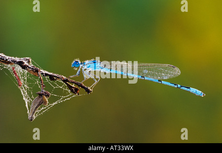 Bluet familiers Enallagma civile homme par la rosée Willacy County Rio Grande Valley Texas USA Mai 2004 Banque D'Images