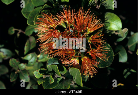 Un arbre d'ohi'lehua Metrosideros polymorpha blossom Alakai Swamp Kauai Hawaii USA Août 1997 Banque D'Images