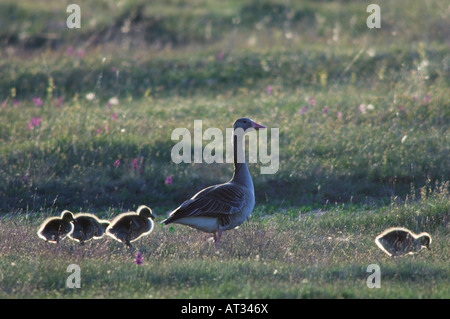 Oie cendrée Anser anser avec de jeunes adultes dans le parc national du lac de Neusiedl Burgenland Autriche Avril 2007 Banque D'Images