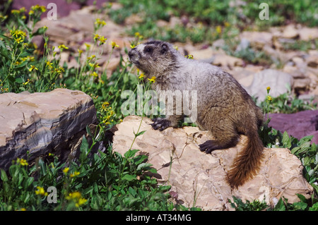 La Marmotte Marmota caligata jeunes avec des fleurs Logan Pass Le Glacier National Park du Montana USA Juillet 2007 Banque D'Images