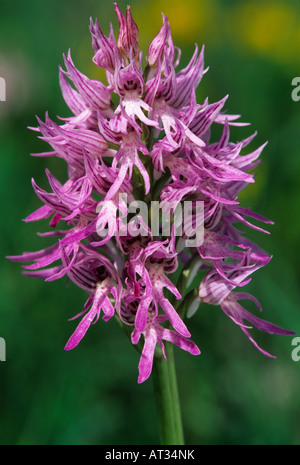 Orchidée fleur italien Orchis italica île grecque de Samos Grèce Avril 1994 Banque D'Images