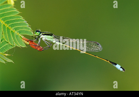 L'Ischnura ramburii Rambur Forktail mâle Willacy County Rio Grande Valley Texas USA Mai 2004 Banque D'Images