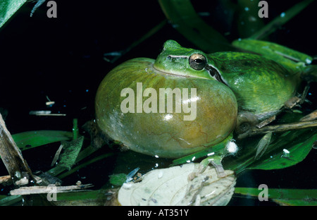 Hyla meridionalis Rainette méditerranéenne appelant mâle la nuit Camargue France Mai 1993 Banque D'Images