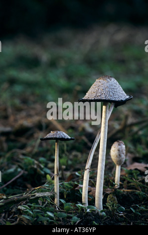 Cap d'encre Coprinus comatus Shaggy mushroom Lac de Klingnau Suisse Septembre 1998 Banque D'Images