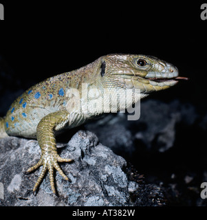 Ocell lezard Perleidechse Ocellated Lizard Ocellated Lizard lézard aux yeux vert lézard Lacerta lepida Jeweled animaux Ce portrait Banque D'Images