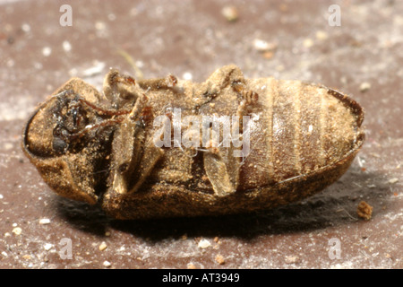 Un Death Watch Beetle tourné sur son dos Banque D'Images