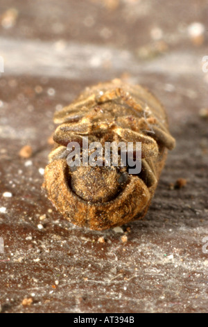 Un Death Watch Beetle tourné sur son dos Banque D'Images