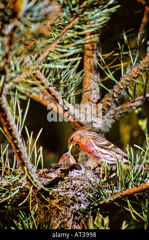 Moindre Sizerin blanchâtre. Mâle Femelle SUR LE NID DANS UN SAPIN. Carduelis flammea. Banque D'Images
