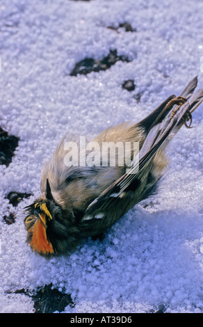 Goldcrest (Regulus regulus) tués par un faible temps d'hiver se pose sur terre. frosty Banque D'Images