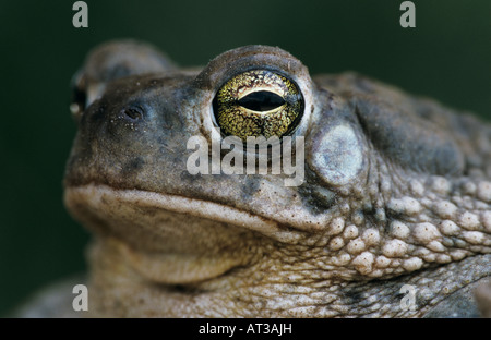 Texas Toad Bufo speciosus Starr adultes dans la vallée du Rio Grande Comté Texas USA Mai 2002 Banque D'Images