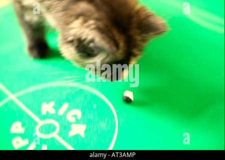 Un chaton joue avec un jouet football Banque D'Images