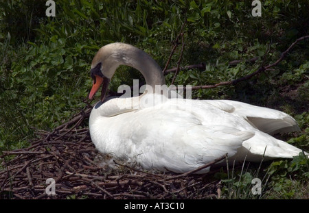 White Swan femelle assis sur son nid de brindilles et de bois Banque D'Images