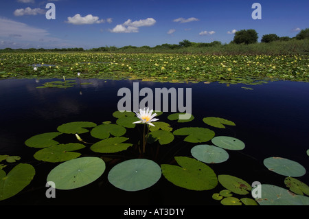 Lac avec Royalblue Tropical Nymphaea NÉNUPHAR nénuphar jaune elegans et Nymphaea mexicana Sinton Coastel Bend Texas USA Banque D'Images