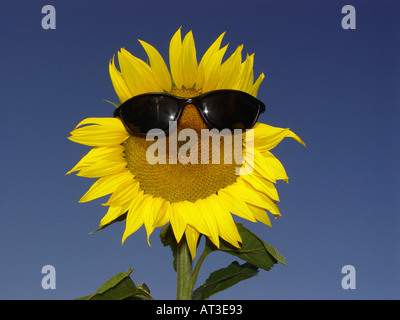 Le tournesol avec des lunettes de soleil comme symbole pour la protection contre le rayonnement solaire UV facteur de protection solaire etc Banque D'Images