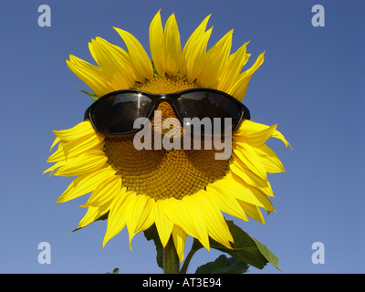 Le tournesol avec des lunettes de soleil comme symbole pour la protection contre le rayonnement solaire UV facteur de protection solaire etc Banque D'Images
