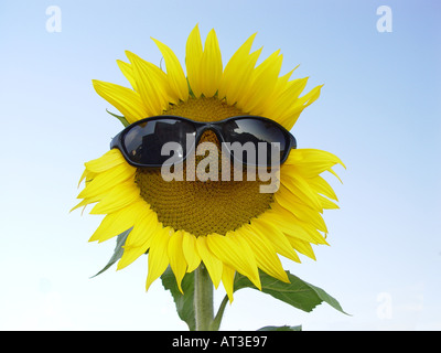 Le tournesol avec des lunettes de soleil comme symbole pour la protection contre le rayonnement solaire UV facteur de protection solaire etc Banque D'Images