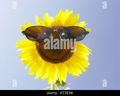 Le tournesol avec des lunettes de soleil comme symbole pour la protection contre le rayonnement solaire UV facteur de protection solaire etc Banque D'Images