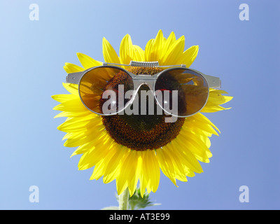 Le tournesol avec des lunettes de soleil comme symbole pour la protection contre le rayonnement solaire UV facteur de protection solaire etc Banque D'Images