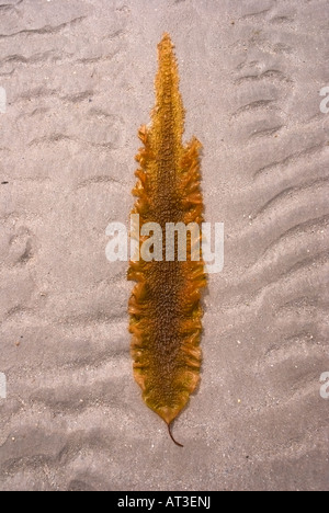 Une ceinture de frondes, Saccharina latissima, sur le sable, à l'île de Tiree, Inner Hebrides, Ecosse Banque D'Images