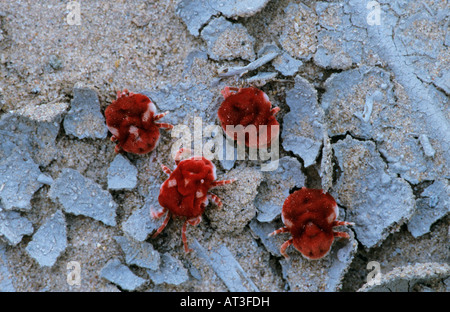 Velvet Mite Trombidiidae sp adultes sur le sol après la pluie Starr County Rio Grande Valley Texas USA Mai 2002 Banque D'Images