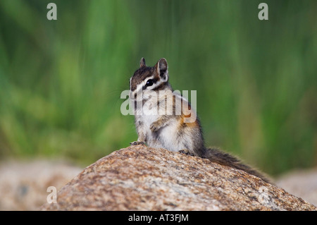 Uinta Chipmunk Tamias umbrinus debout sur adultes rock Rocky Mountain National Park Colorado USA Juin 2007 Banque D'Images