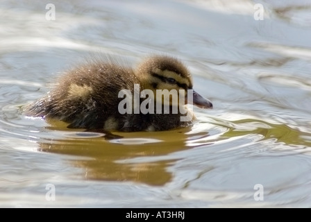 Un petit canard colvert natation dans le canal de Leeds et Liverpool Banque D'Images