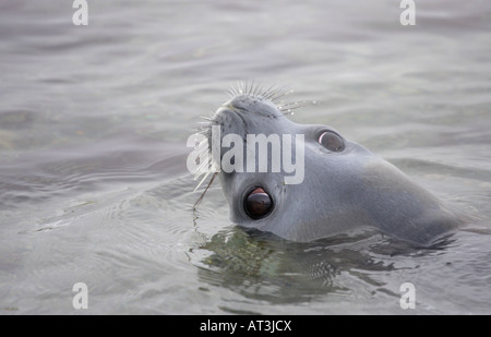 Phoque de Weddell en Antarctique Banque D'Images