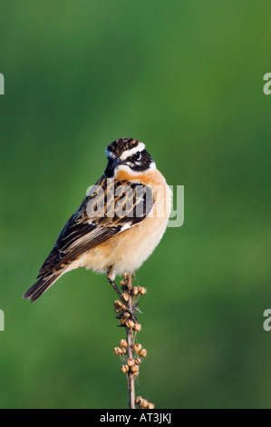 Saxicola rubetra Whinchat Parc national du lac de Neusiedl mâle Burgenland Autriche Avril 2007 Banque D'Images