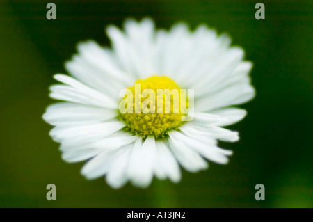 Camomille close up Banque D'Images