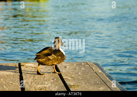 Quelques colverts sur un quai de la Tamise rivière UK Banque D'Images