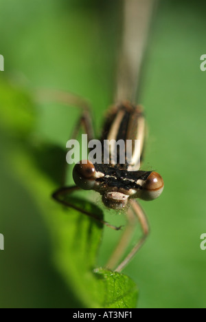 Gros plan frontal d'une demoiselle à pattes blanches (Platycnemis pennipes). Banque D'Images