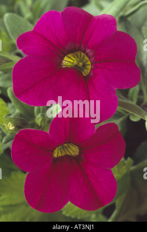 "Unbelrkup' Calibrachoa syn de l'AGA. Millions Bells Trailing Fuchsia Banque D'Images