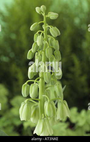 Fritillaria persica 'Ivory Bells' (Fritillary racème) de fleurs. Banque D'Images