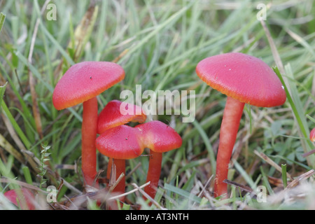 Scarlet waxcap, hygrocybe coccinea Banque D'Images